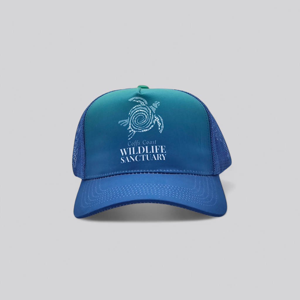 Salt Life Turtle - Coffs Coast